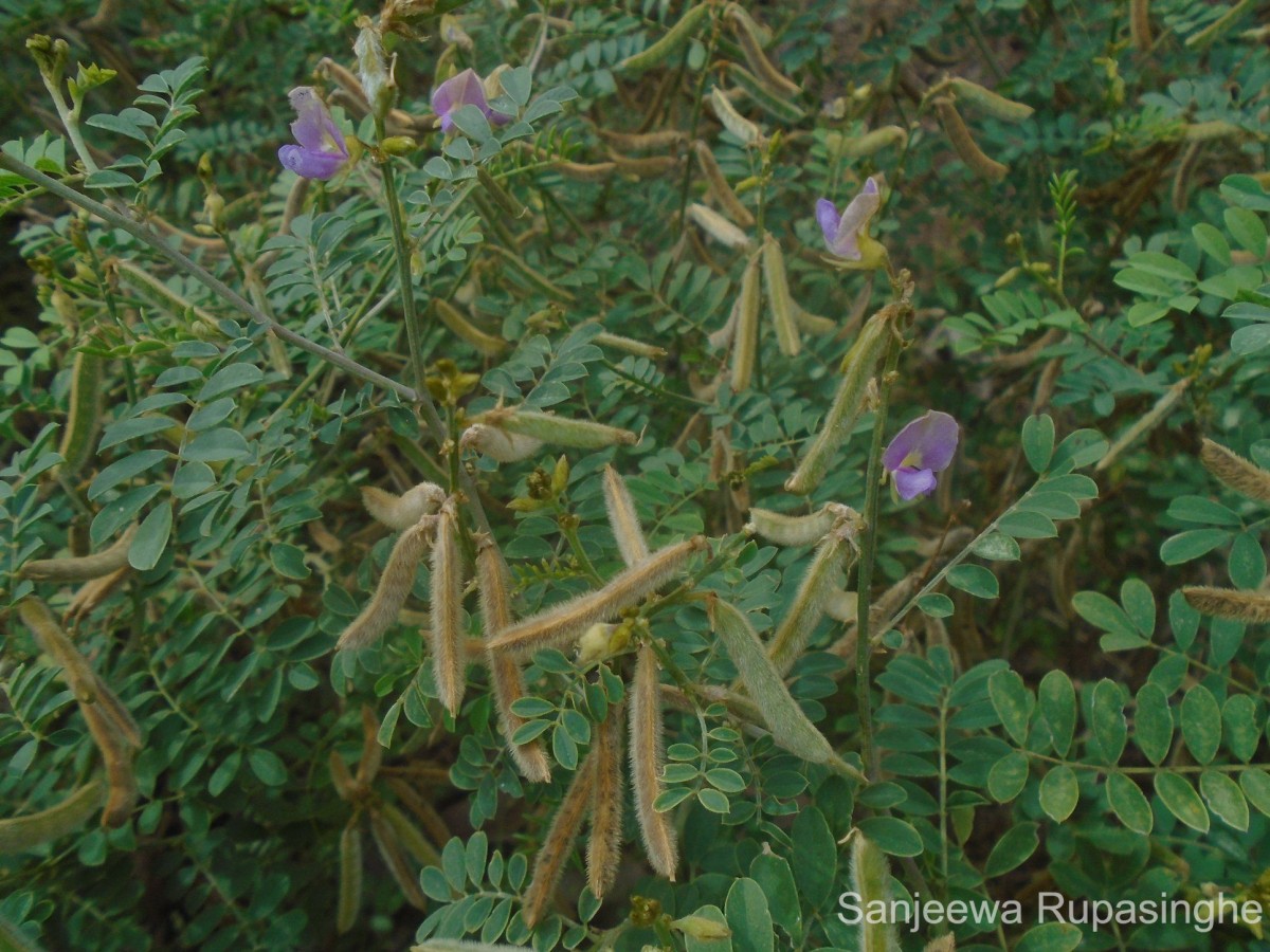 Tephrosia villosa (L.) Pers.